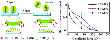 Graphical abstract: Nanoprobe-based force spectroscopy as a versatile platform for probing the mechanical adhesion of bacteria