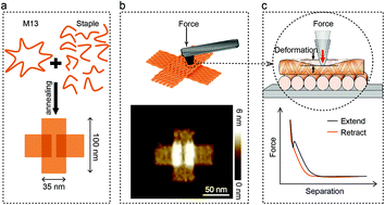 Graphical abstract: Measurement of nanomechanical properties of DNA molecules by PeakForce atomic force microscopy based on DNA origami