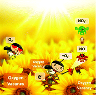 Graphical abstract: The activation of oxygen through oxygen vacancies in BiOCl/PPy to inhibit toxic intermediates and enhance the activity of photocatalytic nitric oxide removal
