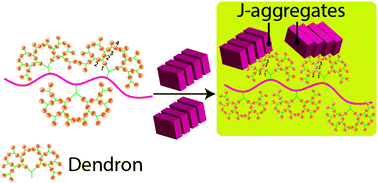 Graphical abstract: Excitonic channels from bio-inspired templated supramolecular assembly of J-aggregate nanowires