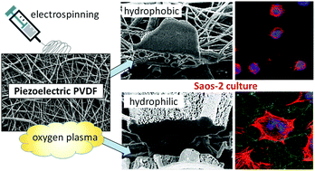 Graphical abstract: Permanently hydrophilic, piezoelectric PVDF nanofibrous scaffolds promoting unaided electromechanical stimulation on osteoblasts