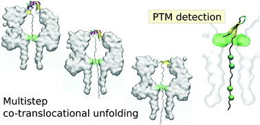 Graphical abstract: Translocation intermediates of ubiquitin through an α-hemolysin nanopore: implications for detection of post-translational modifications