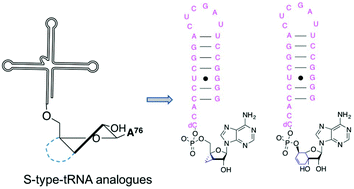 Graphical abstract: Synthesis of tRNA analogues containing a terminal ribose locked in the South conformation to study tRNA-dependent enzymes
