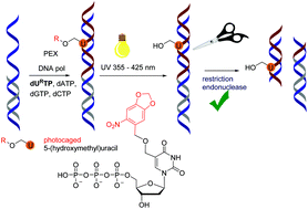 Graphical abstract: Protected 5-(hydroxymethyl)uracil nucleotides bearing visible-light photocleavable groups as building blocks for polymerase synthesis of photocaged DNA