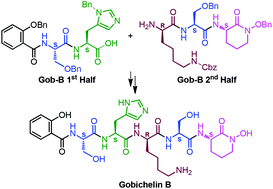 Graphical abstract: The first total synthesis of gobichelin B: a mixed-ligand siderophore of Streptomyces sp. NRRL F-4415