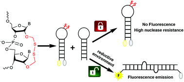 Graphical abstract: A 2′,2′-disulfide-bridged dinucleotide conformationally locks RNA hairpins