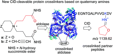 Graphical abstract: Synthesis of CID-cleavable protein crosslinking agents containing quaternary amines for structural mass spectrometry