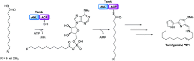 Graphical abstract: The carbon chain-selective adenylation enzyme TamA: the missing link between fatty acid and pyrrole natural product biosynthesis