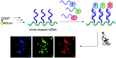 Graphical abstract: Synthesis of comb-shaped DNA using a non-nucleosidic branching phosphoramidite