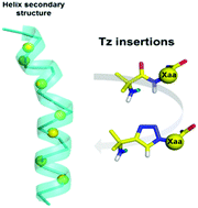 Graphical abstract: How are 1,2,3-triazoles accommodated in helical secondary structures?
