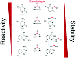Graphical abstract: NMR analyses on N-hydroxymethylated nucleobases – implications for formaldehyde toxicity and nucleic acid demethylases