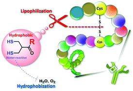 Graphical abstract: Activation of disulfide bond cleavage triggered by hydrophobization and lipophilization of functionalized dihydroasparagusic acid