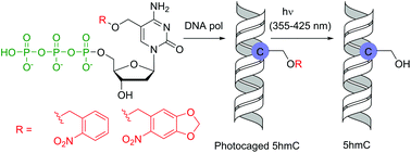Graphical abstract: Protected 2′-deoxyribonucleoside triphosphate building blocks for the photocaging of epigenetic 5-(hydroxymethyl)cytosine in DNA