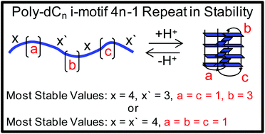 Graphical abstract: Unraveling the 4n − 1 rule for DNA i-motif stability: base pairs vs. loop lengths