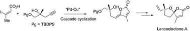 Graphical abstract: Asymmetric total synthesis of naturally occurring spirocyclic tetranorsesquiterpenoid lanceolactone A