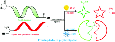 Graphical abstract: The discovery of a freezing-induced peptide ligation during the total chemical synthesis of human interferon-ε