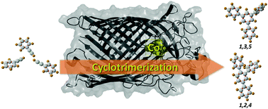 Graphical abstract: Cyclotrimerization of phenylacetylene catalyzed by a cobalt half-sandwich complex embedded in an engineered variant of transmembrane protein FhuA