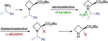 Graphical abstract: Base-promoted diastereoselective α-alkylation of borane N-((S)-1′-phenylethyl)azetidine-2-carboxylic acid ester complexes