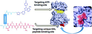 Graphical abstract: Converting a weaker ATP-binding site inhibitor into a potent hetero-bivalent ligand by tethering to a unique peptide sequence derived from the same kinase