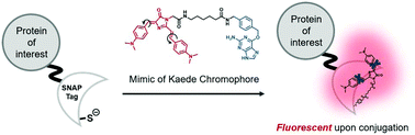 Graphical abstract: A SNAP-tag fluorogenic probe mimicking the chromophore of the red fluorescent protein Kaede