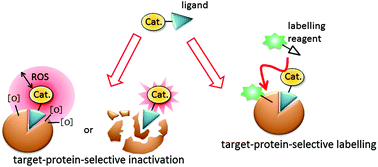 Graphical abstract: Target-protein-selective inactivation and labelling using an oxidative catalyst