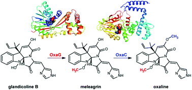 Graphical abstract: Unveiling sequential late-stage methyltransferase reactions in the meleagrin/oxaline biosynthetic pathway