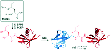 Graphical abstract: Native chemical ligation at methionine bioisostere norleucine allows for N-terminal chemical protein ligation
