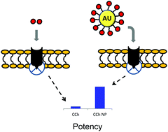 Graphical abstract: Potentiation of the activation of cholinergic receptors by multivalent presentation of ligands supported on gold nanoparticles