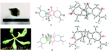 Graphical abstract: Xylopsides A–D, four rare guaiane dimers with two unique bridged pentacyclic skeletons from Xylopia vielana