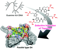 Graphical abstract: Development of G-quadruplex ligands for selective induction of a parallel-type topology