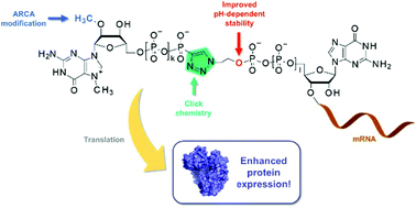 Graphical abstract: Exploring the potential of phosphotriazole 5′ mRNA cap analogues as efficient translation initiators