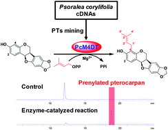 Graphical abstract: Regio-specific prenylation of pterocarpans by a membrane-bound prenyltransferase from Psoralea corylifolia