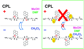 Graphical abstract: Circular dichroism and circularly polarised luminescence of bipyrenyl oligopeptides, with piperidines added in the peptide chains