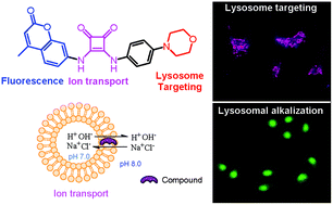 Graphical abstract: Synthesis and properties of a lysosome-targeting fluorescent ionophore based on coumarins and squaramides