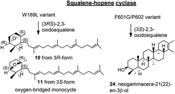 Graphical abstract: Mutated variants of squalene-hopene cyclase: enzymatic syntheses of triterpenes bearing oxygen-bridged monocycles and a new 6,6,6,6,6-fusded pentacyclic scaffold, named neogammacerane, from 2,3-oxidosqualene