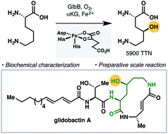Graphical abstract: Identification of a lysine 4-hydroxylase from the glidobactin biosynthesis and evaluation of its biocatalytic potential