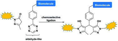 Graphical abstract: Investigation of tetrazine reactivity towards C-nucleophiles: pyrazolone-based modification of biomolecules