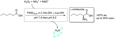 Graphical abstract: Enantioselective biocatalytic formal α-amination of hexanoic acid to l-norleucine