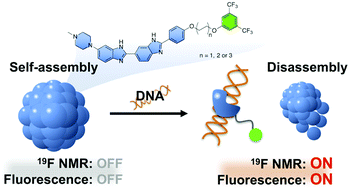 Graphical abstract: Disassembly-driven signal turn-on probes for bimodal detection of DNA with 19F NMR and fluorescence