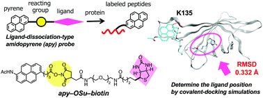 Graphical abstract: Specific protein-labeling and ligand-binding position analysis with amidopyrene probes as LDI MS tags