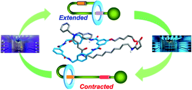 Graphical abstract: Light-driven exchange between extended and contracted lasso-like isomers of a bistable [1]rotaxane