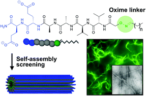 Graphical abstract: Self-assembled micro-fibres by oxime connection of linear peptide amphiphiles