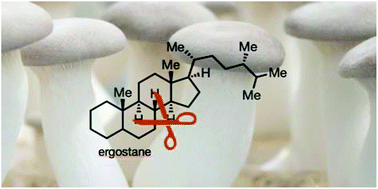 Graphical abstract: Rearranged ergostane-type natural products: chemistry, biology, and medicinal aspects