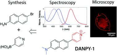 Graphical abstract: DANPY (dimethylaminonaphthylpyridinium): an economical and biocompatible fluorophore