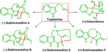 Graphical abstract: Progress in total synthesis of subincanadine alkaloids and their congeners