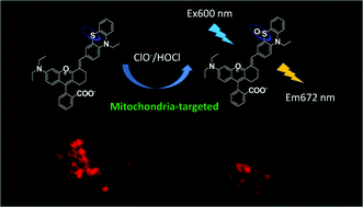 Graphical abstract: A mitochondria-targeted near-infrared fluorescent probe with a large Stokes shift for real-time detection of hypochlorous acid