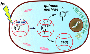 Graphical abstract: Photodeamination to quinone methides in cucurbit[n]urils: potential application in drug delivery