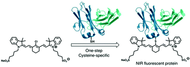 Graphical abstract: Site-specific near-infrared fluorescent labelling of proteins on cysteine residues with meso-chloro-substituted heptamethine cyanine dyes