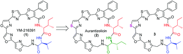 Graphical abstract: Directed production of aurantizolicin and new members based on a YM-216391 biosynthetic system
