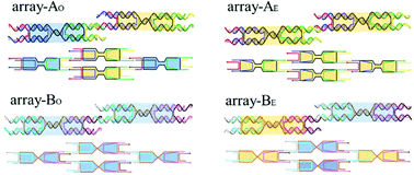Graphical abstract: DNA dumbbell tiles with uneven widths for 2D arrays